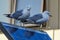 Seagulls on solar panel