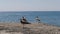 Seagulls stand on a concrete pier on the beach.