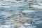 Seagulls stand on ice floes in water