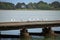 Seagulls stand on the pier Palic lake