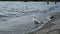 Seagulls stand on the sand at the beach of Lake Wanaka. It looked around