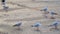 Seagulls stand and walk on the wet concrete pier