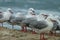 Seagulls standing