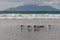 Seagulls standing on beach