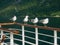 Seagulls standing on a cruise ship rail