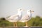 Seagulls standing on the fence on blurred trees background