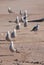 Seagulls standing in line on the sand in front of each other looking at the camera
