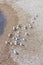 Seagulls standing in lines on a pebble beach in Athens