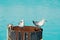 Seagulls standing on old barrel on blue sky