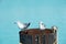 Seagulls standing on old barrel on blue sky