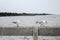 Seagulls standing on the railing at Bangpoo