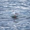 Seagulls standing in the seas