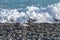 Seagulls standing on the stony beach in front of the surf on the coast of Nice