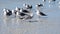 Seagulls standing in the surf with red tide waves.