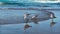 Seagulls Standing at Waters Edge