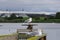 Seagulls standing on a wooden ledge on a cloudy day, Shoreline Lake and Park, Mountain View, San Francisco bay area, California;