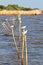 Seagulls standing on a wooden post