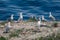 Seagulls on the stone