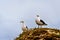 Seagulls at Strandfontein beach on Baden Powell Drive between Macassar and Muizenberg near Cape Town