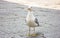 Seagulls are a subfamily of larid seabirds of the order of the Caradriiformes. The main genus of this subfamily is Larus. Despite