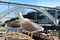 Seagulls sunbathing and resting on the banks of the Douro River