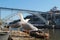 Seagulls sunbathing and resting on the banks of the Douro River