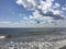 Seagulls during Sunny Day in August at Coney Island Beach in Brooklyn, New York, NY.