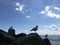 Seagulls during Sunny Day in August at Coney Island Beach in Brooklyn, New York, NY.