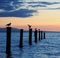 Seagulls at sunset