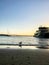 Seagulls at sunset on the beach, view of Sydney city at Watsons bay in Sydney.