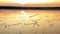 Seagulls sunset flying over yellow salt lake