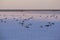 Seagulls on sunset Genichesk pink  salty lake, Ukraine