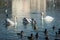 Seagulls swans ducks sea beach