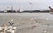 Seagulls and swans among the ice floes on the river, waterfowl in the Harbor