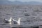 Seagulls swimming
