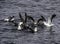 Seagulls swinging in ocean