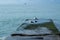 Seagulls take off from the pier by the sea, summer landscape with birds