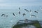 Seagulls take off from the pier by the sea, summer landscape with birds