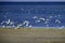Seagulls take off from the shore of the Shahany Lagoon. Tuzlovski Lagoons National Park