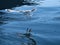 Seagulls takes off in the fjord. Water drops splash in dynamic movement of sea bird