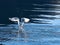 Seagulls takes off in the fjord. Water drops splash in dynamic movement of sea bird