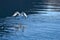 Seagulls takes off in the fjord. Water drops splash in dynamic movement of sea bird