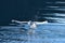 Seagulls takes off in the fjord. Water drops splash in dynamic movement of sea bird
