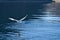 Seagulls takes off in the fjord. Water drops splash in dynamic movement of sea bird