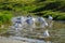 Seagulls taking a bath in creek.