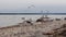 Seagulls taking off and landing on rocks on a river beach