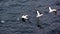 Seagulls and terns flying near the sea and looking for food