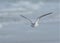 Seagulls are to be found on beaches across the world fishing their way through the day