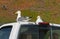 Seagulls on top of a pickup truck