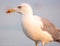 Seagulls towards the end of the day at the beach, waiting for the beach-goers to leave to recover their remains of food.